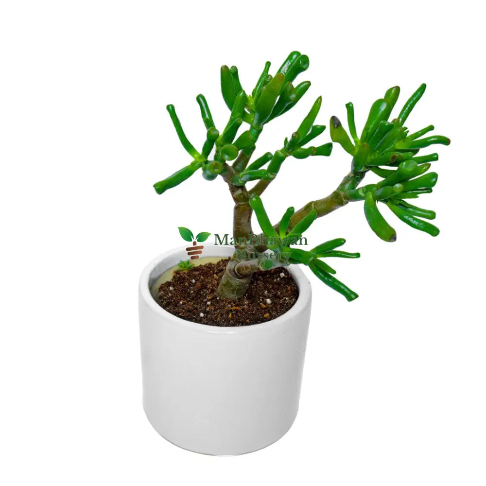 buy online crassula ovata, crassula ovata Goolum in Ceramic Pot