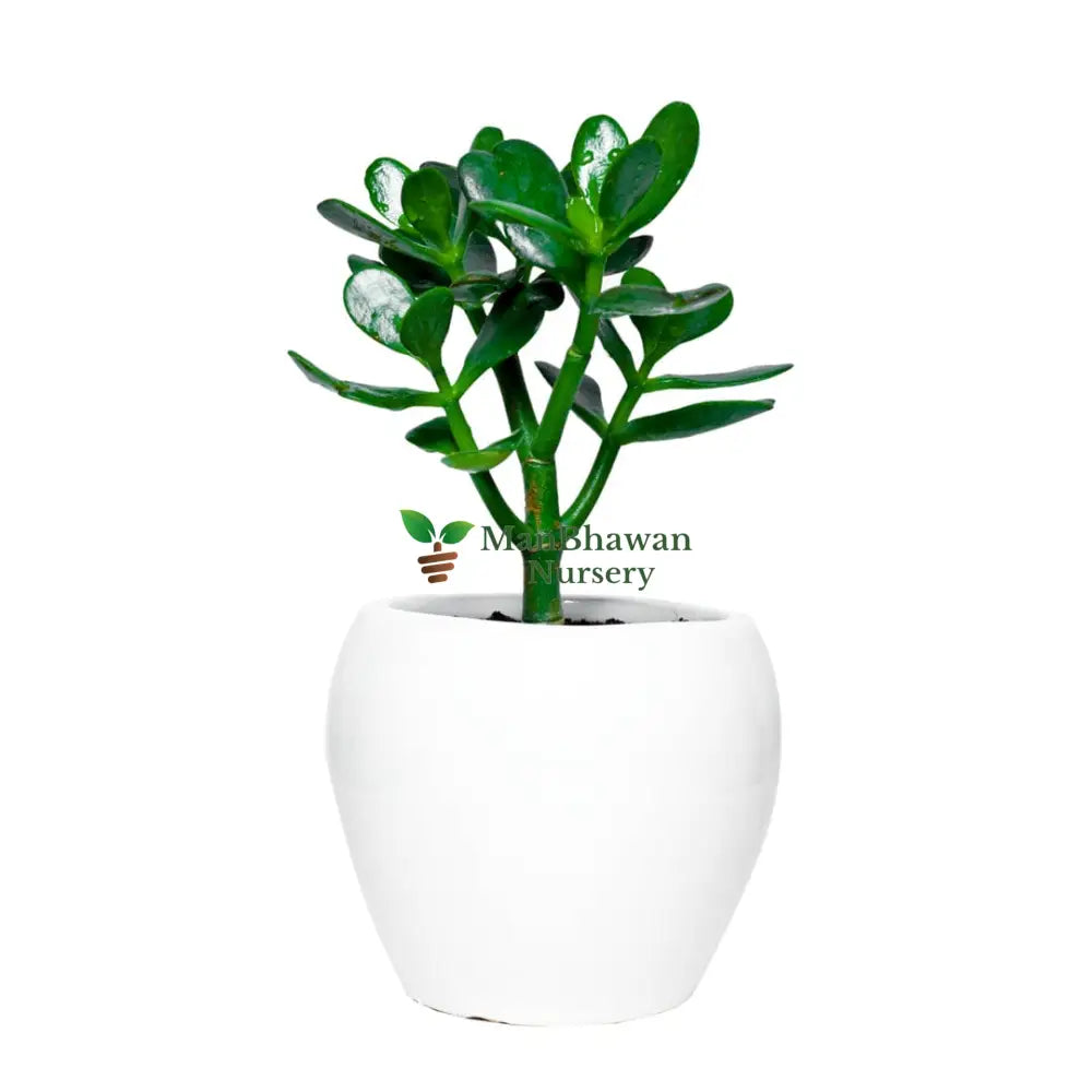 Buy Crassula ovata in an apple-shaped ceramic pot online,