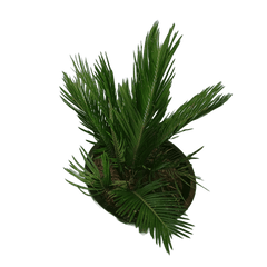Sago Palm / Cycas Palm with Pot