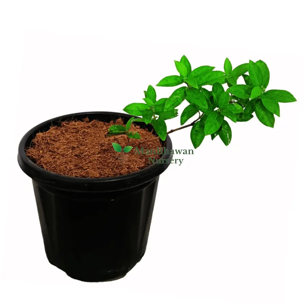 Shop Dambel Online: Drought-Tolerant Elegance, Purchase Dambel Plant Online: Unleash Exotic Greenery, Buy Dambel Succulent: Hardy and Stylish Foliage