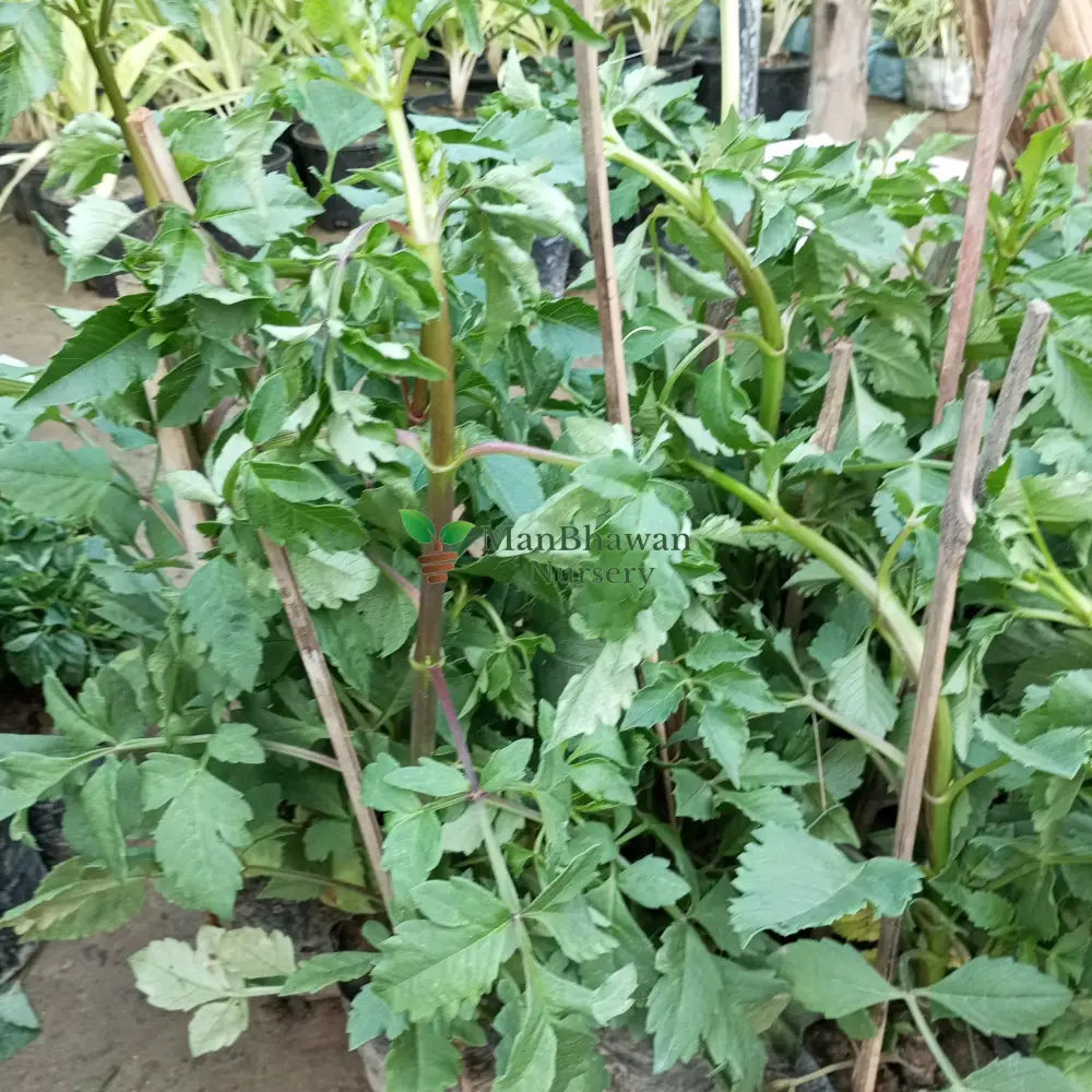 Buy Dahlia Bulbs: Start Your Floral Journey, Online Dahlia Nursery: Transform Your Garden, Order Dahlia Plants: Bloom with Botanical Beauty