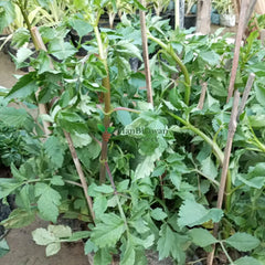 Buy Dahlia Bulbs: Start Your Floral Journey, Online Dahlia Nursery: Transform Your Garden, Order Dahlia Plants: Bloom with Botanical Beauty