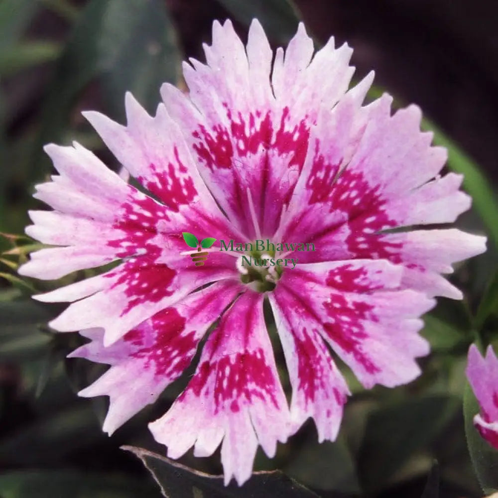 Purchase Dianthus Flowers Online - Bring Joy to Your Garden with Easy Ordering, Order Dianthus Plants Online - Add a Splash of Color to Your Outdoor Space