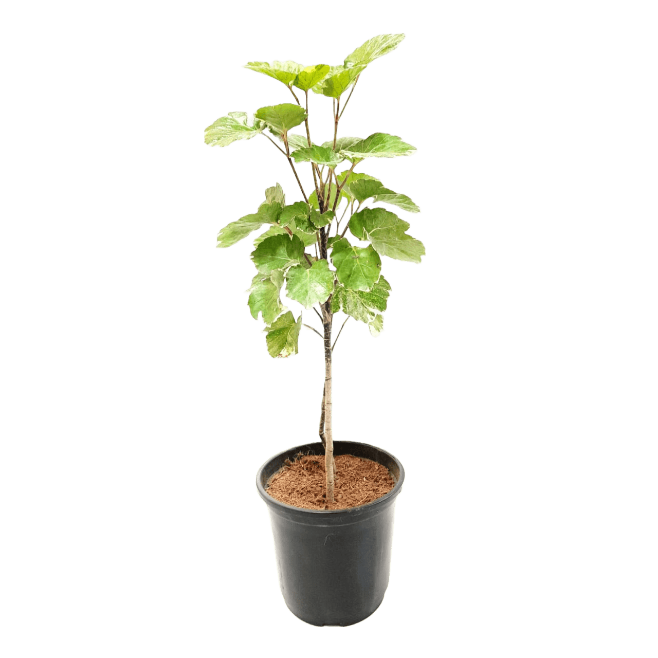 Online Shopping: Dinner Plate Aralia Plant - Exquisite Foliage for Your Living Space, Buy Dinner Plate Aralia Plant Online - Elevate Your Indoor Greenery with Style, Shop Now: Dinner Plate Aralia - A Striking Addition to Your Home or Office Decor