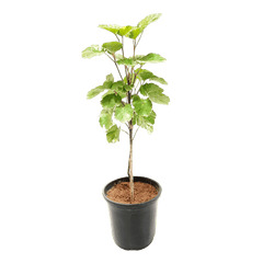 Online Shopping: Dinner Plate Aralia Plant - Exquisite Foliage for Your Living Space, Buy Dinner Plate Aralia Plant Online - Elevate Your Indoor Greenery with Style, Shop Now: Dinner Plate Aralia - A Striking Addition to Your Home or Office Decor