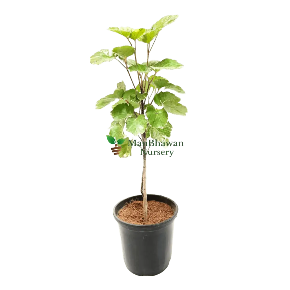 Online Shopping: Dinner Plate Aralia Plant - Exquisite Foliage for Your Living Space, Buy Dinner Plate Aralia Plant Online - Elevate Your Indoor Greenery with Style, Shop Now: Dinner Plate Aralia - A Striking Addition to Your Home or Office Decor