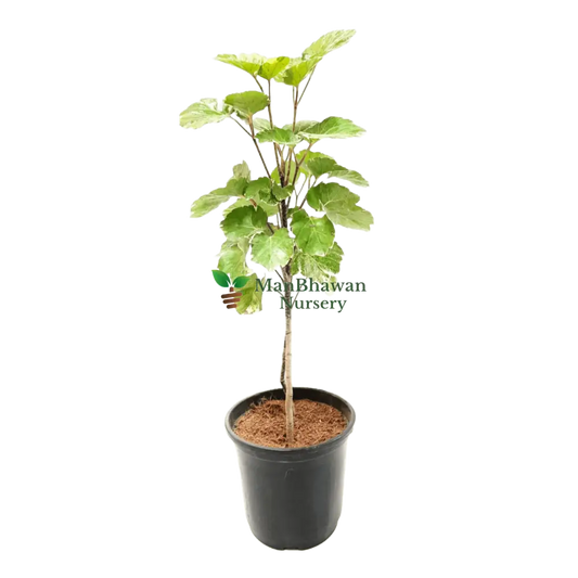 Online Shopping: Dinner Plate Aralia Plant - Exquisite Foliage for Your Living Space, Buy Dinner Plate Aralia Plant Online - Elevate Your Indoor Greenery with Style, Shop Now: Dinner Plate Aralia - A Striking Addition to Your Home or Office Decor