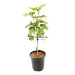Online Shopping: Dinner Plate Aralia Plant - Exquisite Foliage for Your Living Space, Buy Dinner Plate Aralia Plant Online - Elevate Your Indoor Greenery with Style, Shop Now: Dinner Plate Aralia - A Striking Addition to Your Home or Office Decor