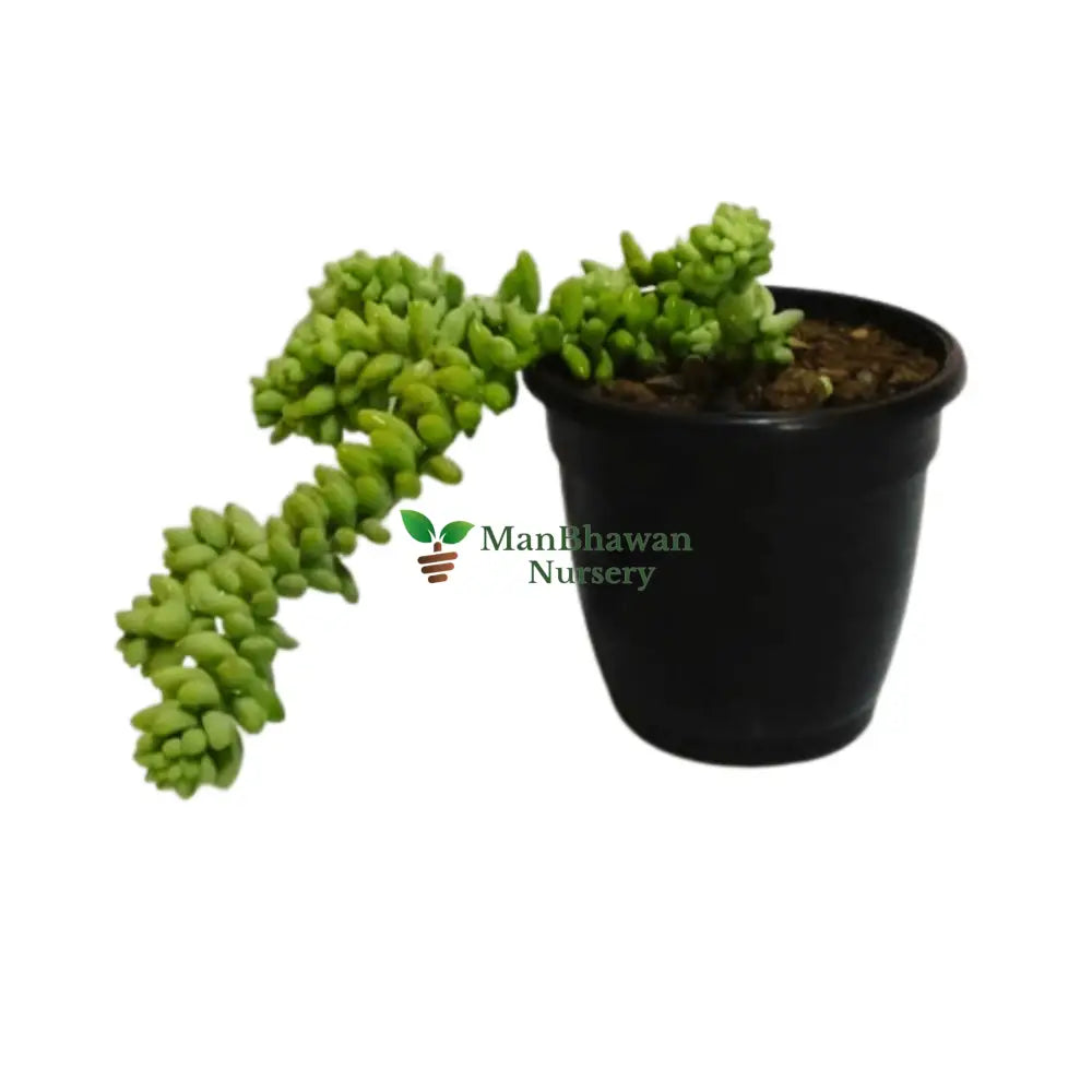 Online Shopping: Donkey Tail Sedum Plant - Unique Trailing Succulent for Your Collection, Buy Donkey Tail Sedum Plant Online - Drought-Tolerant Beauty for Your Indoor Garden, Shop Now: Donkey Tail Sedum - Order a Gorgeous Hanging Succulent for Your Home