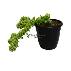 Online Shopping: Donkey Tail Sedum Plant - Unique Trailing Succulent for Your Collection, Buy Donkey Tail Sedum Plant Online - Drought-Tolerant Beauty for Your Indoor Garden, Shop Now: Donkey Tail Sedum - Order a Gorgeous Hanging Succulent for Your Home