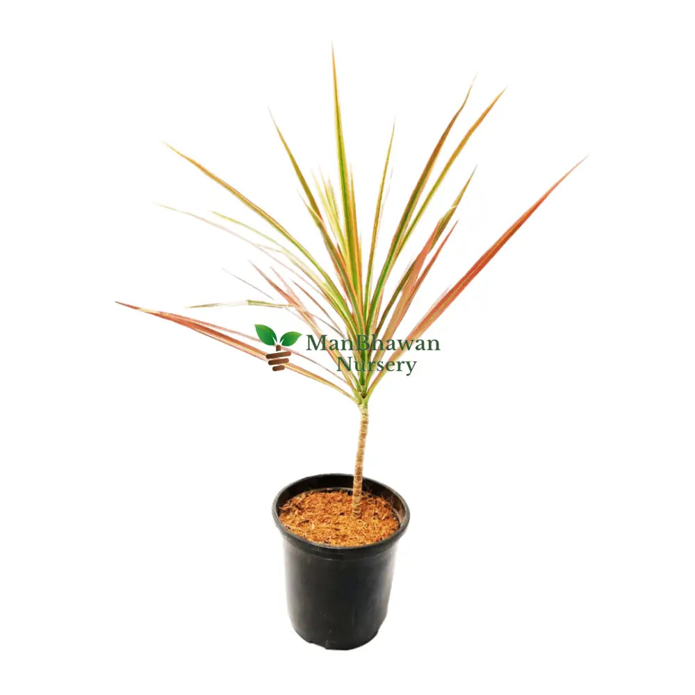 Online Shopping: Dracaena Plant - Easy-Care and Stylish Indoor Greenery, Buy Dracaena Plant Online - Elevate Your Space with Graceful Foliage, Shop Now: Dracaena - Modern and Air-Purifying Plant for Your Home