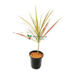 Online Shopping: Dracaena Plant - Easy-Care and Stylish Indoor Greenery, Buy Dracaena Plant Online - Elevate Your Space with Graceful Foliage, Shop Now: Dracaena - Modern and Air-Purifying Plant for Your Home