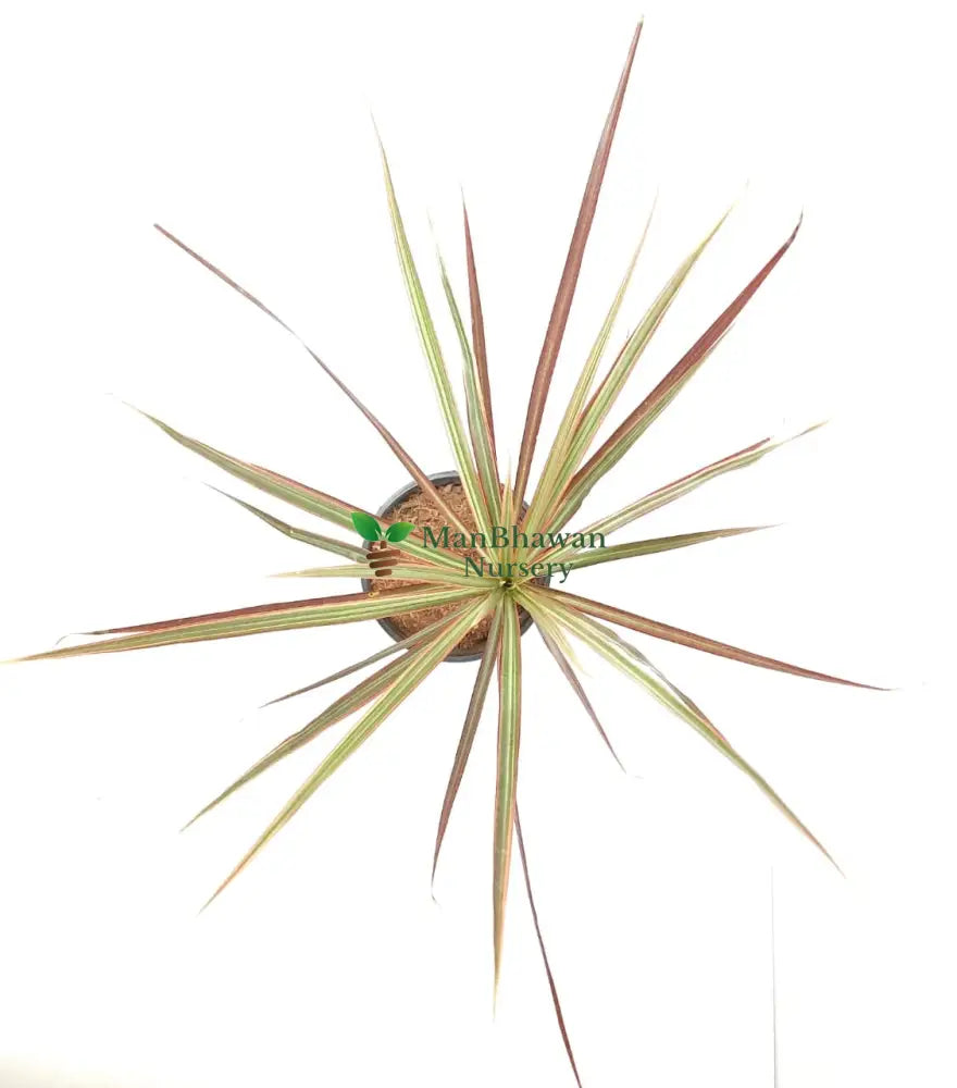 Purchase Dracaena Online - Enhance Your Decor with Striking Tropical Plants, Order Dracaena Plant Online - Bring Nature Indoors with Trendy Green Accents