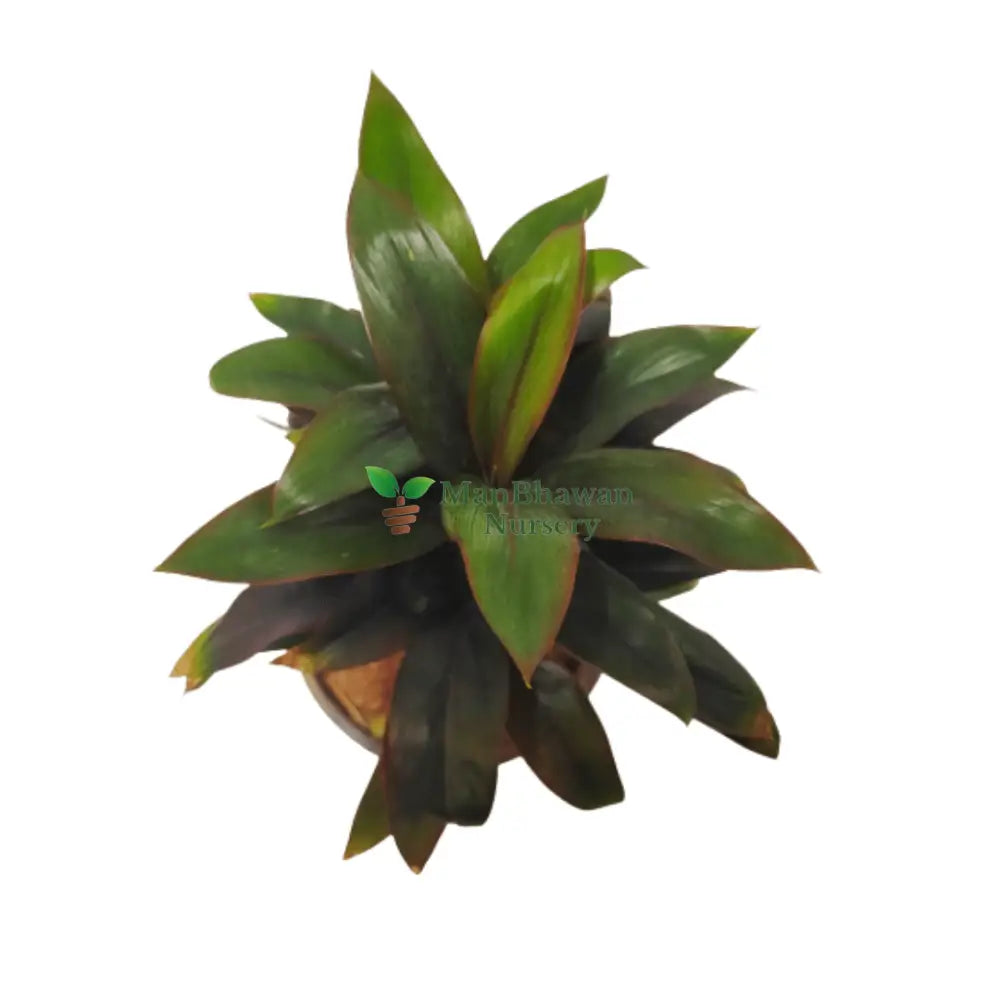 Compact Dracaena plant with slender green leaves, Lush foliage of a Dracaena Green Dwarf Plant, Indoor potted Dracaena Green Dwarf Plant in a decorative pot