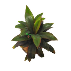 Compact Dracaena plant with slender green leaves, Lush foliage of a Dracaena Green Dwarf Plant, Indoor potted Dracaena Green Dwarf Plant in a decorative pot