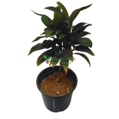 Tropical Dracaena Green Dwarf Plant in a home setting, Dense and bushy Dracaena variety with glossy green leaves, Small Dracaena variety with attractive foliage
