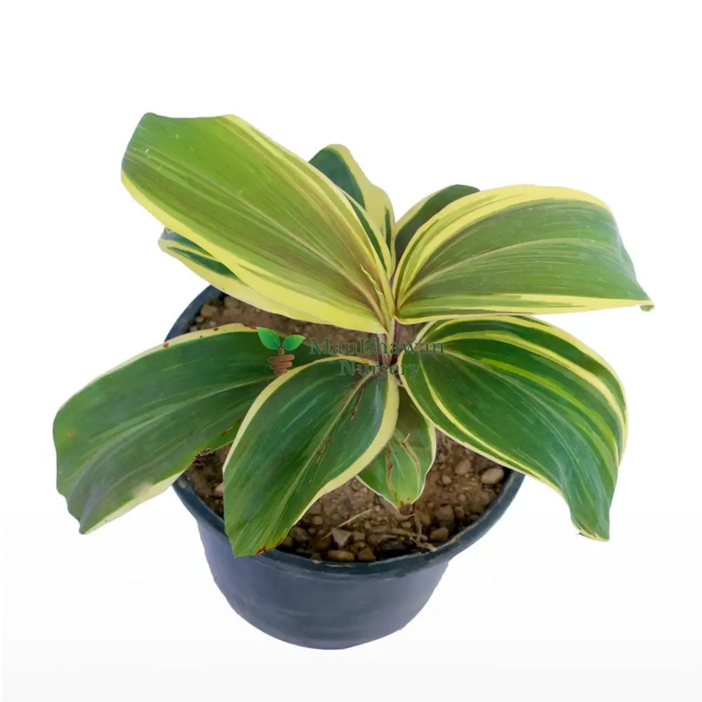 Dracaena Green Multicolor Plant