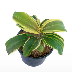 Dracaena Green Multicolor Plant