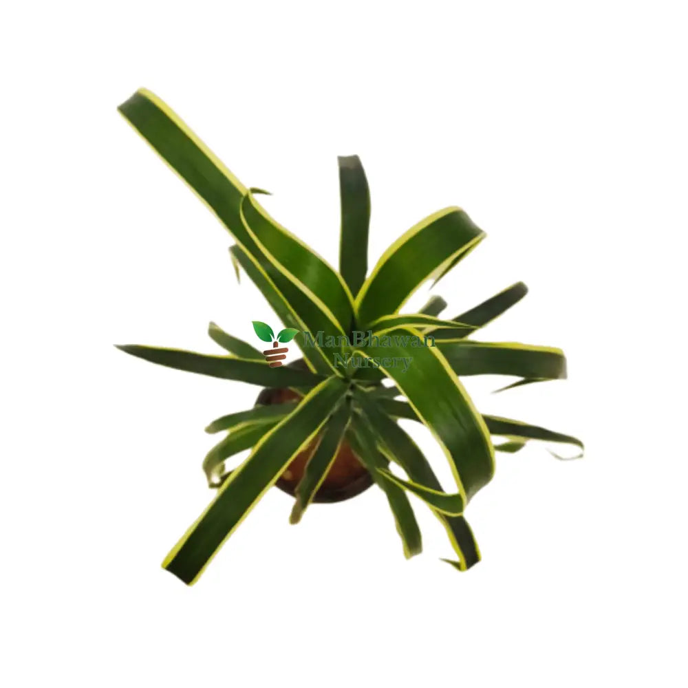 Lively and colorful Dracaena Green/Yellow Plant in a pot, Close view of the unique green and yellow pattern on a Dracaena plant, Indoor potted Dracaena with striking green and yellow coloration