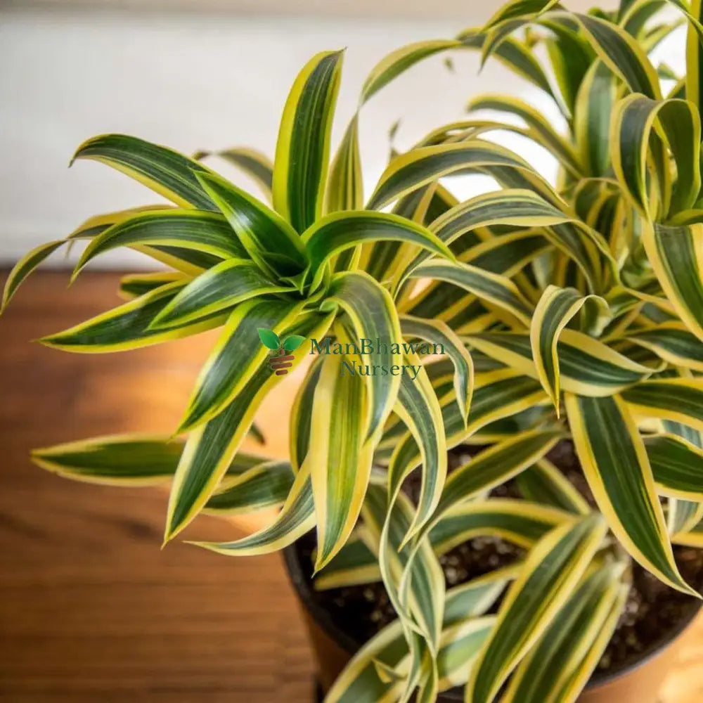 Dracaena Reflexa / Song of India Plant