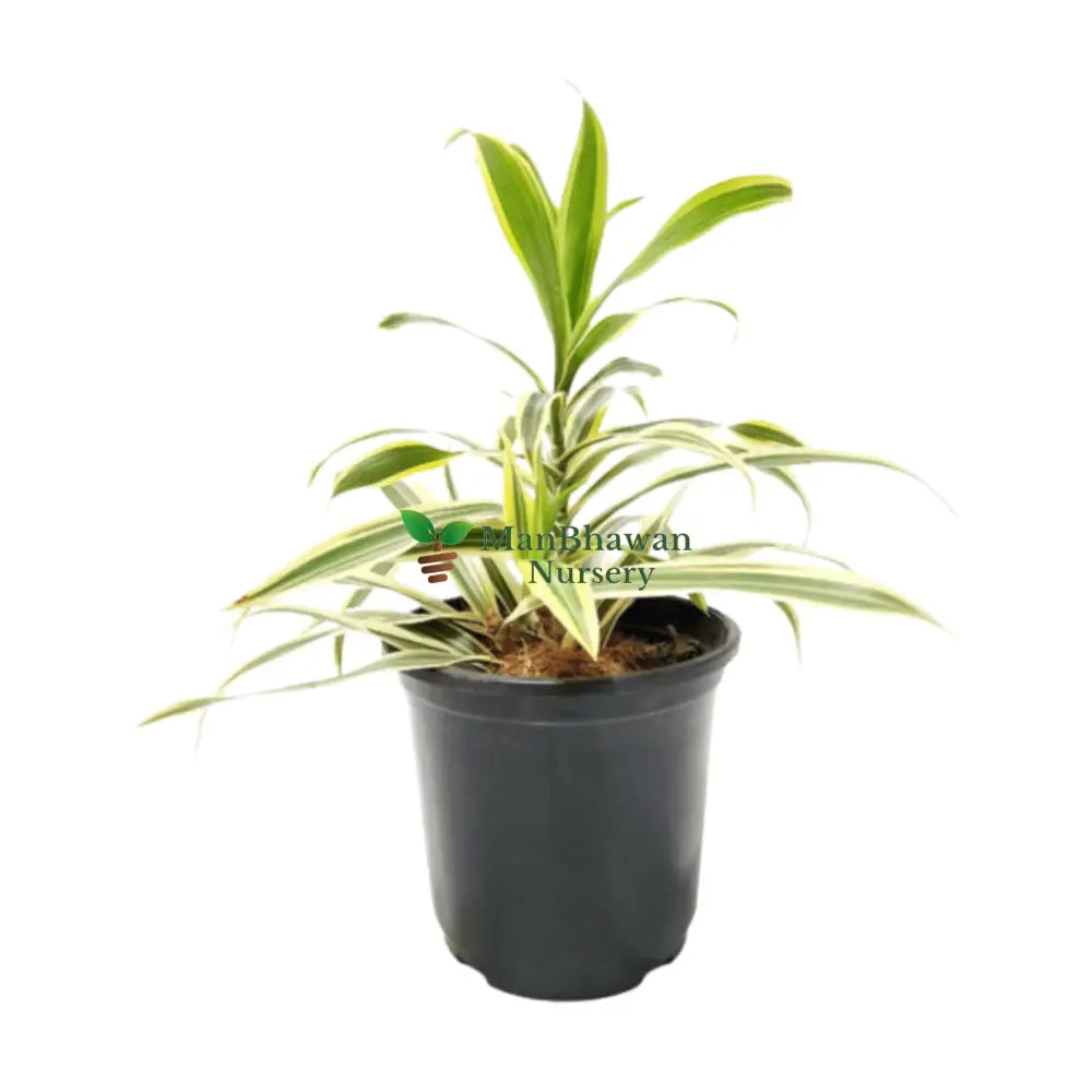 Online plant shopping: Purchase Dracaena Reflexa Song of India for exotic charm, Buy Dracaena Reflexa Song of India plant online to bring a touch of the tropics home, Order a stunning Dracaena Reflexa Song of India plant online for a unique appeal