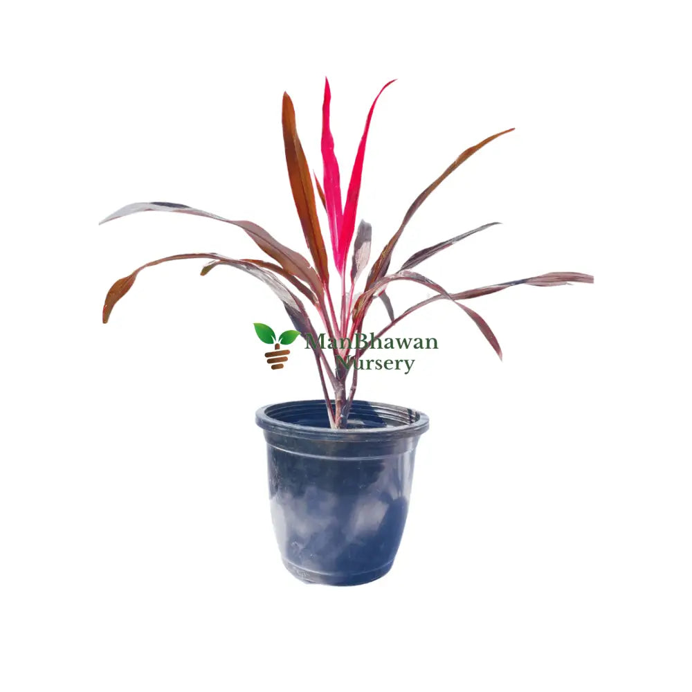 Dracaena Roshina Plant Online at ManBhawan Nursery