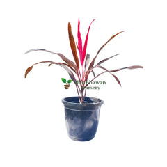 Dracaena Roshina Plant Online at ManBhawan Nursery