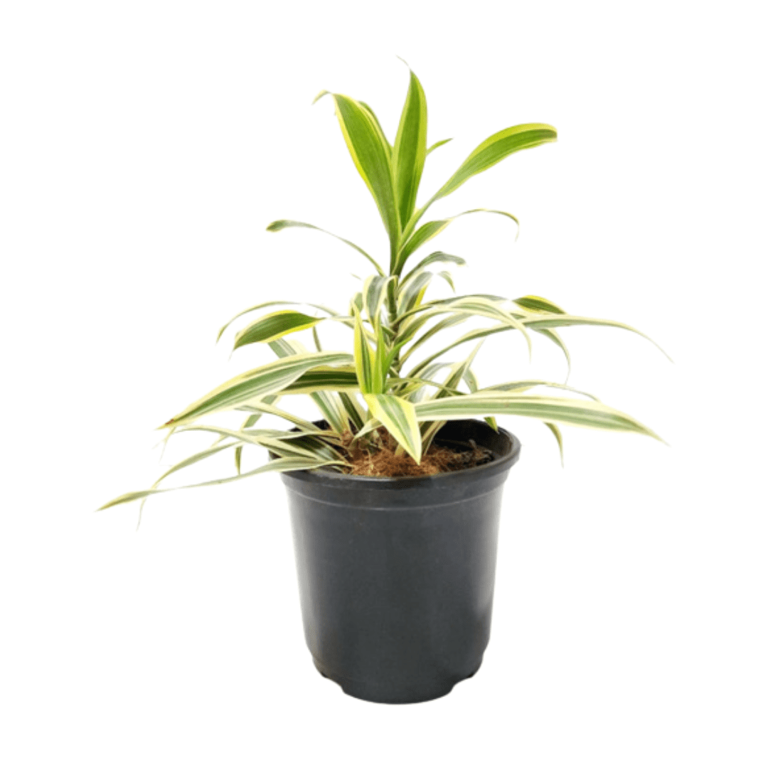 Online plant shopping: Purchase Dracaena Reflexa Song of India for exotic charm, Buy Dracaena Reflexa Song of India plant online to bring a touch of the tropics home, Order a stunning Dracaena Reflexa Song of India plant online for a unique appeal