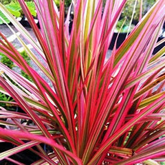 Buy Dracaena Plant Online - Elevate Your Space with Graceful Foliage, Shop Now: Dracaena - Modern and Air-Purifying Plant for Your Home