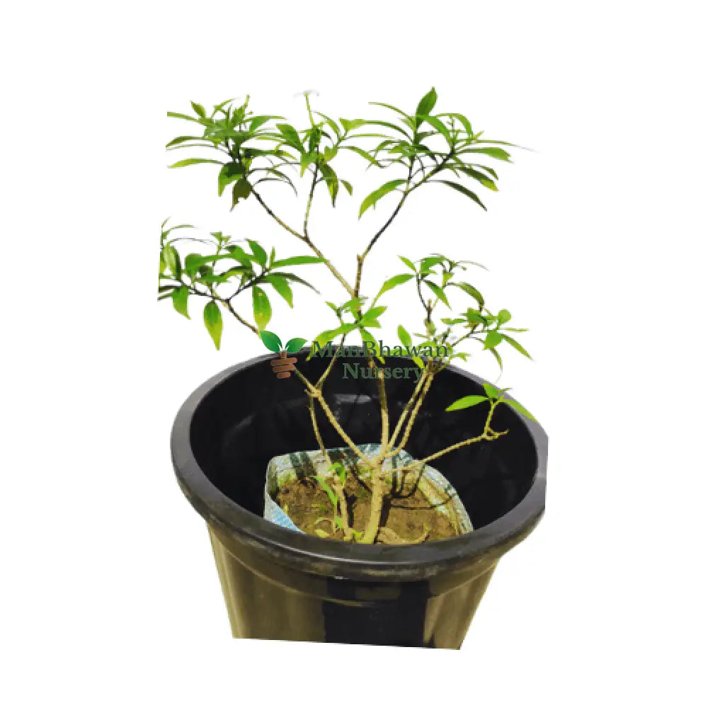 Add a touch of sophistication with a purchased Drop Chandani plant for your home, Explore our online store for the perfect Drop Chandani specimen, Conveniently shop for a Drop Chandani plant online with quick and secure delivery, Online gardening made easy: Buy a stunning Drop Chandani plant for a serene ambiance