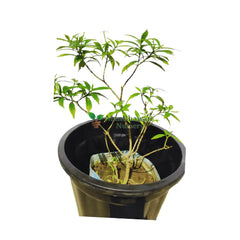 Add a touch of sophistication with a purchased Drop Chandani plant for your home, Explore our online store for the perfect Drop Chandani specimen, Conveniently shop for a Drop Chandani plant online with quick and secure delivery, Online gardening made easy: Buy a stunning Drop Chandani plant for a serene ambiance