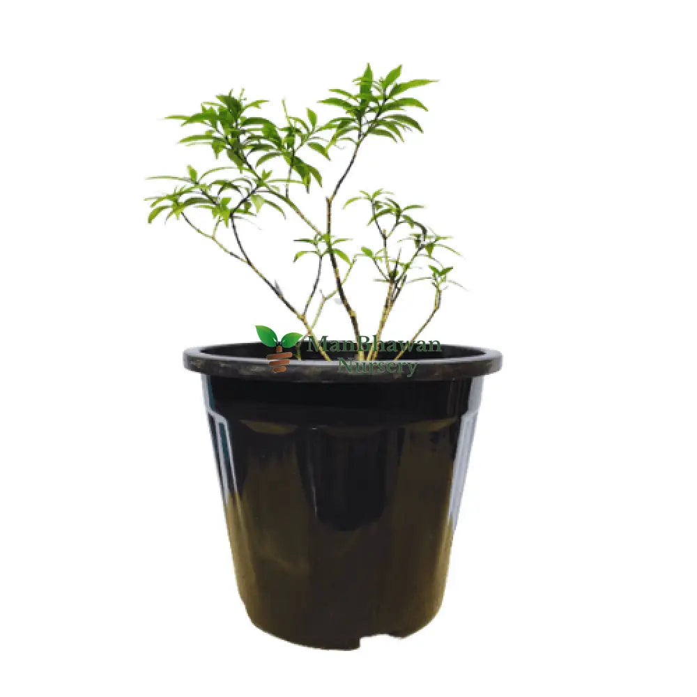 Online plant shopping: Purchase Drop Chandani for a cascading beauty, Buy Drop Chandani plant online for a unique and elegant addition to your space, Order a stylish Drop Chandani plant online to enhance your indoor decor