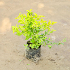 Golden duranta plant