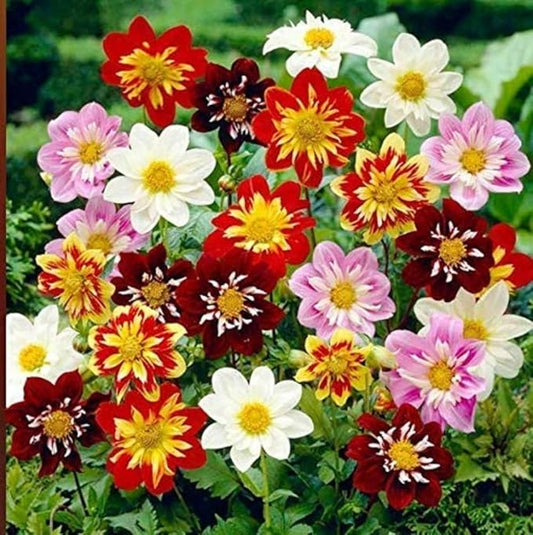 Decorative Dwarf Dahlia flowering plant