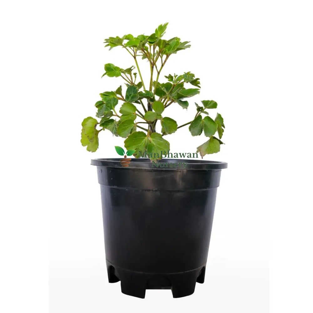Dwarf Dinner Plate Aralia with Pot