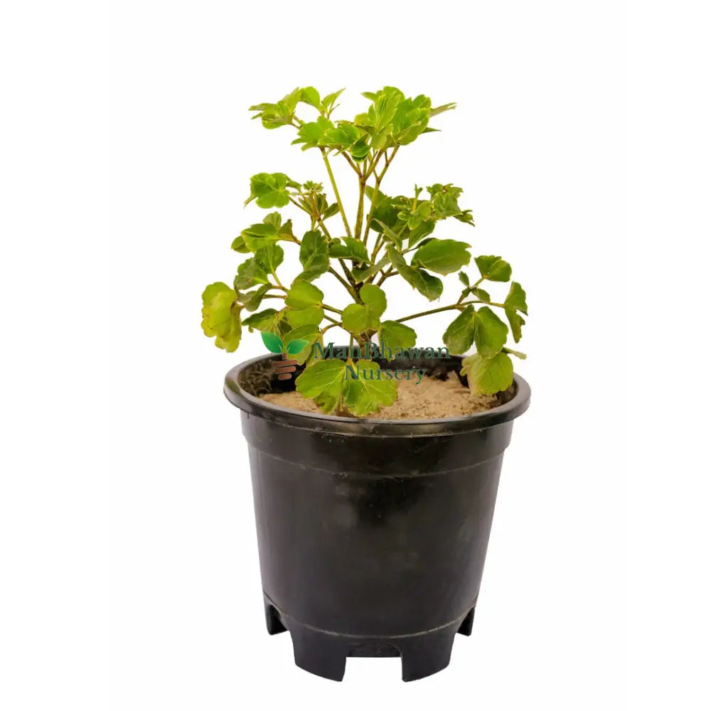 Dwarf Dinner Plate Aralia with Pot