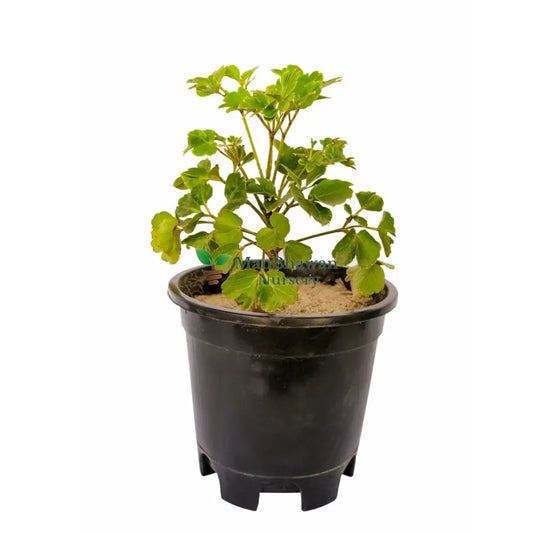 Dwarf Dinner Plate Aralia with Pot