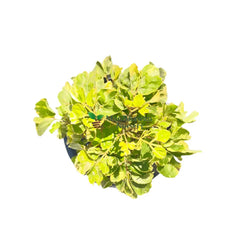 buy now dwarf dinner plate aralia at the lowest price