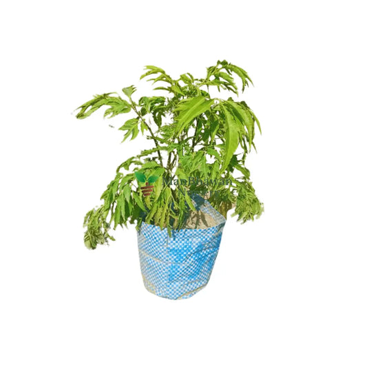 buy online dwarf ming aralia at ManBhawan Nursery