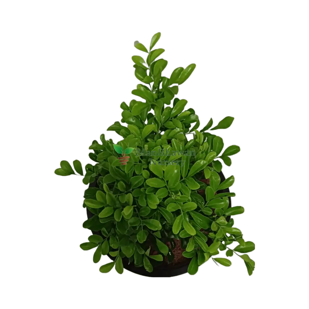 Dwarf Murraya Kamini / Orange Jessamine