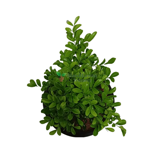 Dwarf Murraya Kamini / Orange Jessamine