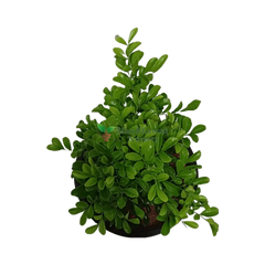 Dwarf Murraya Kamini / Orange Jessamine