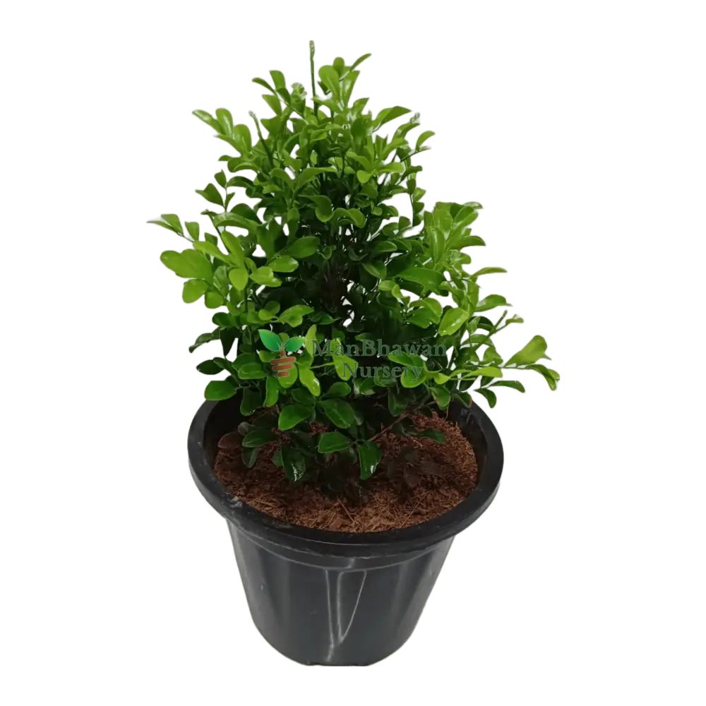 Online plant shopping: Buy Dwarf Murraya Kamini for a fragrant garden addition, Purchase a compact Dwarf Murraya Kamini plant online for delightful blooms, Order a charming Dwarf Murraya Kamini plant online to enhance your greenery