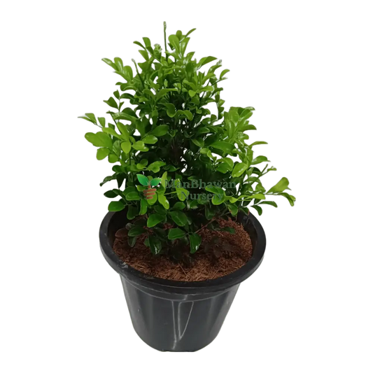 Online plant shopping: Buy Dwarf Murraya Kamini for a fragrant garden addition, Purchase a compact Dwarf Murraya Kamini plant online for delightful blooms, Order a charming Dwarf Murraya Kamini plant online to enhance your greenery
