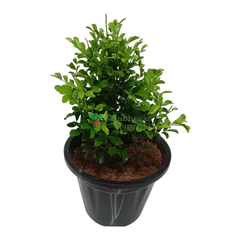 Online plant shopping: Buy Dwarf Murraya Kamini for a fragrant garden addition, Purchase a compact Dwarf Murraya Kamini plant online for delightful blooms, Order a charming Dwarf Murraya Kamini plant online to enhance your greenery