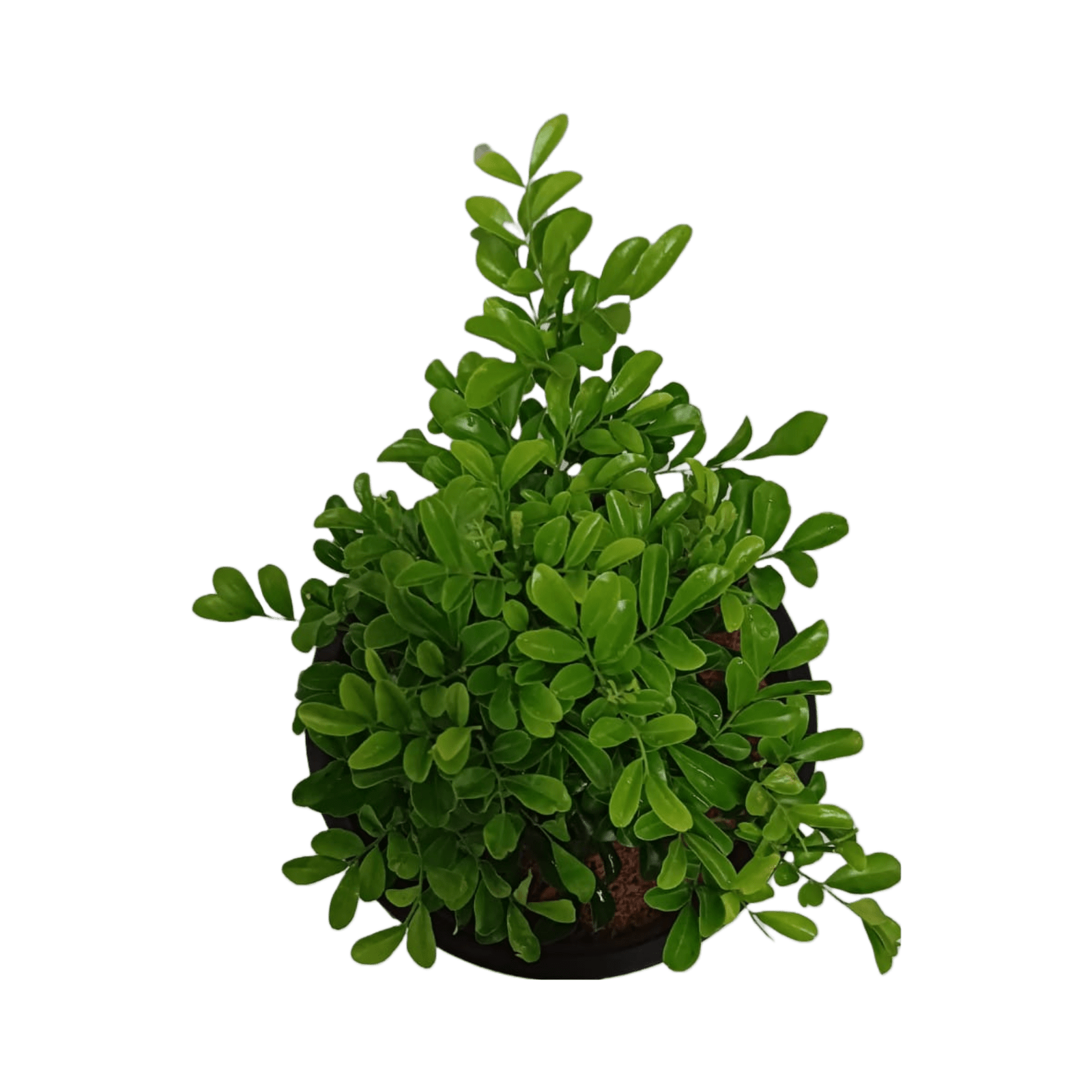 Dwarf Murraya Kamini / Orange Jessamine