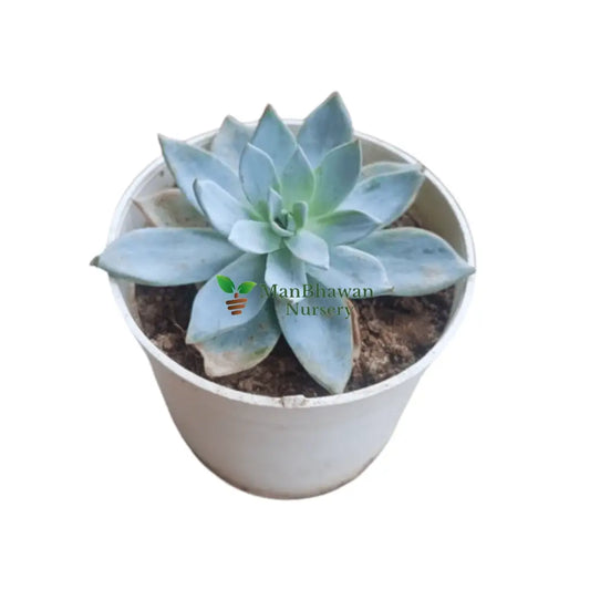 Echeveria Colorata ’Mexican Moon Beam