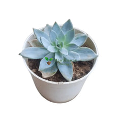 Echeveria Colorata ’Mexican Moon Beam