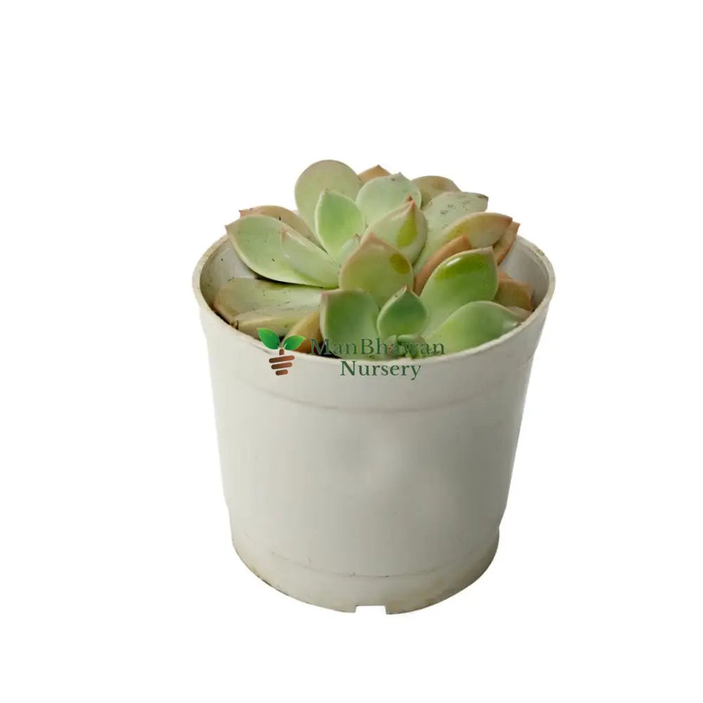 Echeveria Pallida / Echeveria Blue Mist