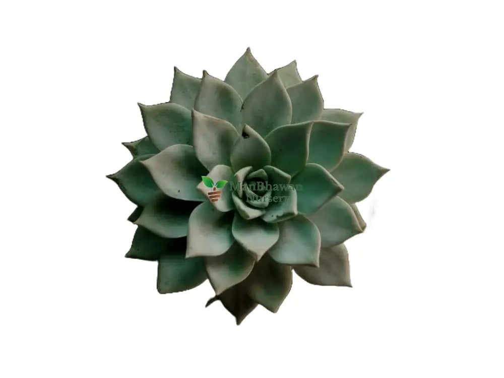 Echeveria Peacockii